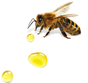 bij met honing