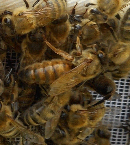 De Honingpot | de-Koningin