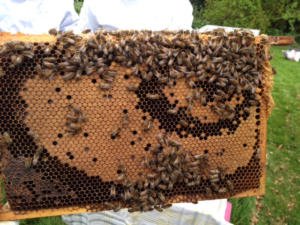 dicht en open broed bijenvolk