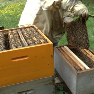 Broedaflegger zachtaardige honingbijen