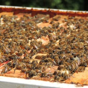 Honingbijen volken en koninginnen te koop